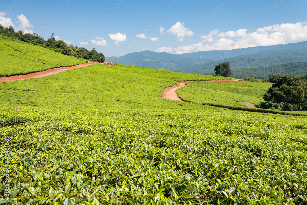 Tea plantation at Tzaneen, Limpopo, South Africa