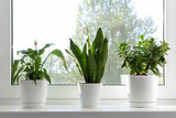 Home plants in white pots on the windowsill: Sansevieria, Crassula ovata, Spathiphyllum. Home plants care concept. Houseplants in a modern interior.