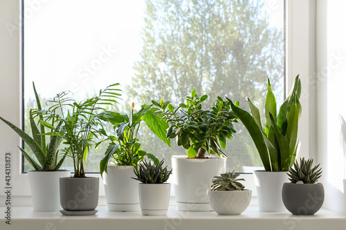 Home plants in white pots on the windowsill  succulents  Spathiphyllum aloe vera hamedorea or Areca palm. Home plants care concept. Houseplants in a modern interior.