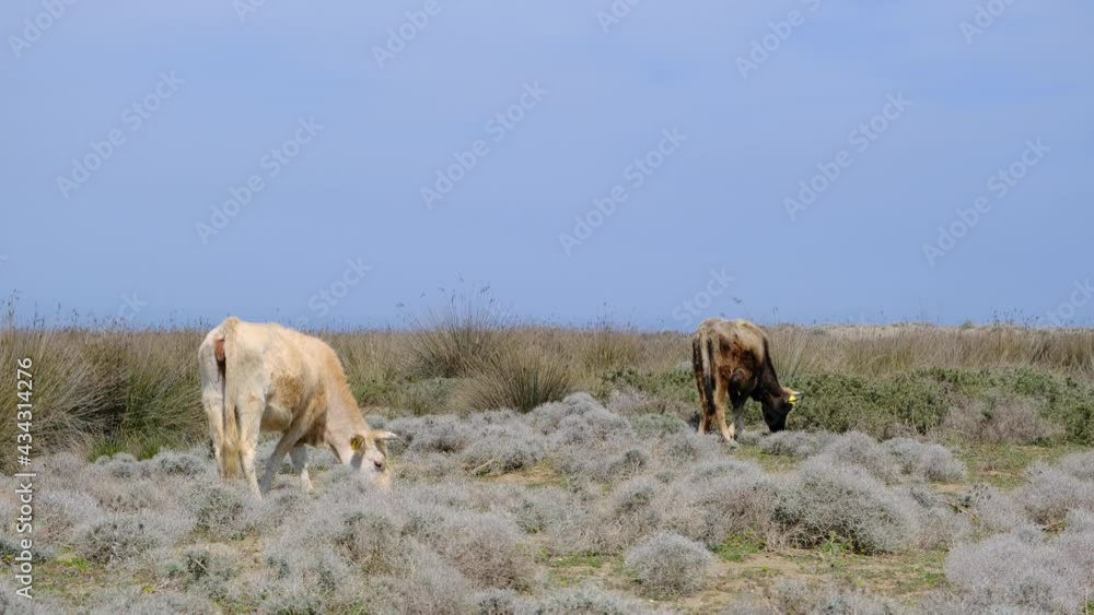 Two colorful cows behind the flower and dried plants in agricultural field in Karacabey flood plain (longoz ormani) in Bursa with blue sky background. Two colorful cows behind the flower and dried plants in agricultural field in Karacabey flood plain (longoz ormani) in Bursa with blue sky background.