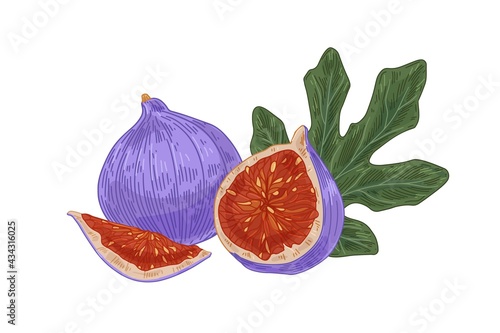 Ripe fresh full fig, its cut half and quarter with juicy fleshy pulp, seeds and leaf. Realistic exotic tropical purple fruits. Vintage hand-drawn vector illustration isolated on white background