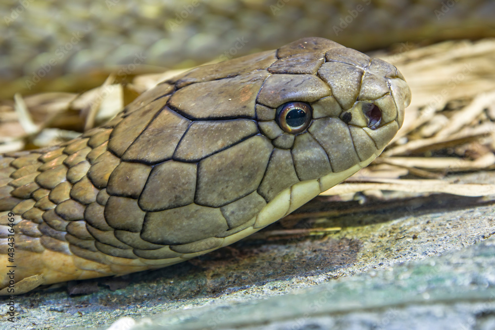 The king cobra (Ophiophagus hannah) is a large elapid endemic to forests from India through Southeast Asia. It is the world's longest venomous snake. It preys chiefly on other snakes. The king cobra (Ophiophagus hannah) is a large elapid endemic to forests from India through Southeast Asia. It is the world's longest venomous snake. It preys chiefly on other snakes.