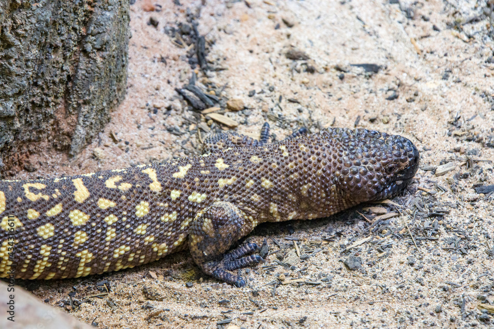 The Mexican beaded lizard (Heloderma horridum) is a species of lizard in the family Helodermatidae, one of the two species of venomous beaded lizards found principally in Mexico and southern Guatemala The Mexican beaded lizard (Heloderma horridum) is a species of lizard in the family Helodermatidae, one of the two species of venomous beaded lizards found principally in Mexico and southern Guatemala