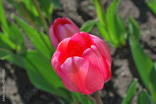 Spring tulip