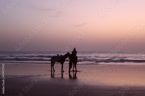 horse on the beach in the sunset © Evgenia