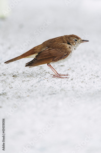 Petit oiseau aux plumes brunes et beige avec arrière plan clair photo