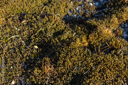 mossy stone