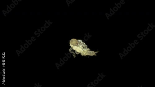 Newly born relic insect nymph Embia savignyi under a microscope. Of the family Embiidae, feed on decaying plant remains, build silk passages along which they move photo