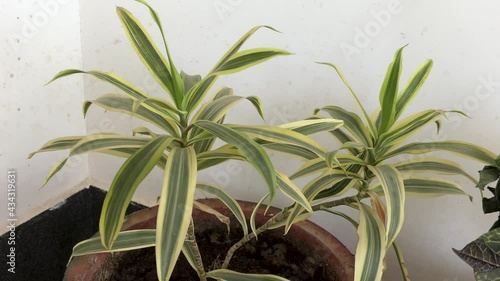 Two snake plants swaying with the wind photo