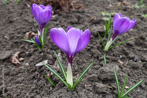 Side view of three flowers of purple crocuses in March