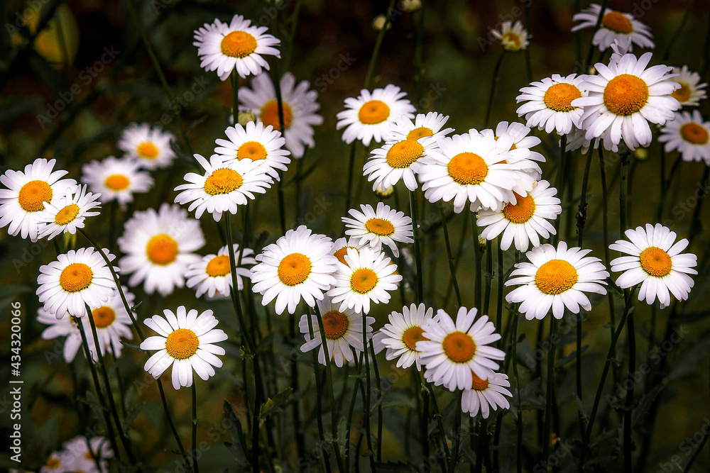 Fototapeta premium daisies in a garden