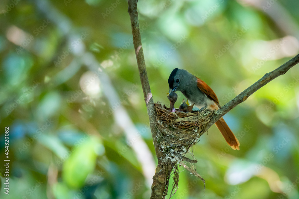 Fototapeta premium Asian Paradise Flycatcher Bird feed their prey for their babies