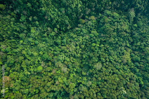 Принти на полотні Topview the treetops abstract background the Rain Forest and Jungle