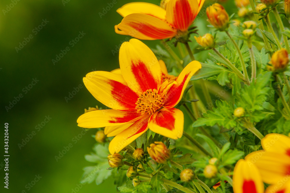 Blumen Blumen