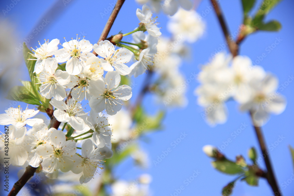 white flowers of a blooming cherry tree, spring white flowers of a blooming cherry tree, spring