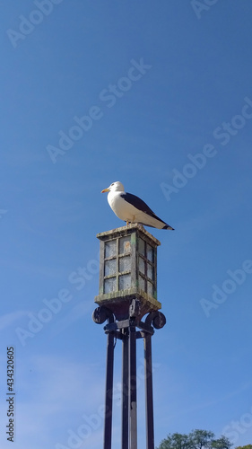 seagull on a post in norway