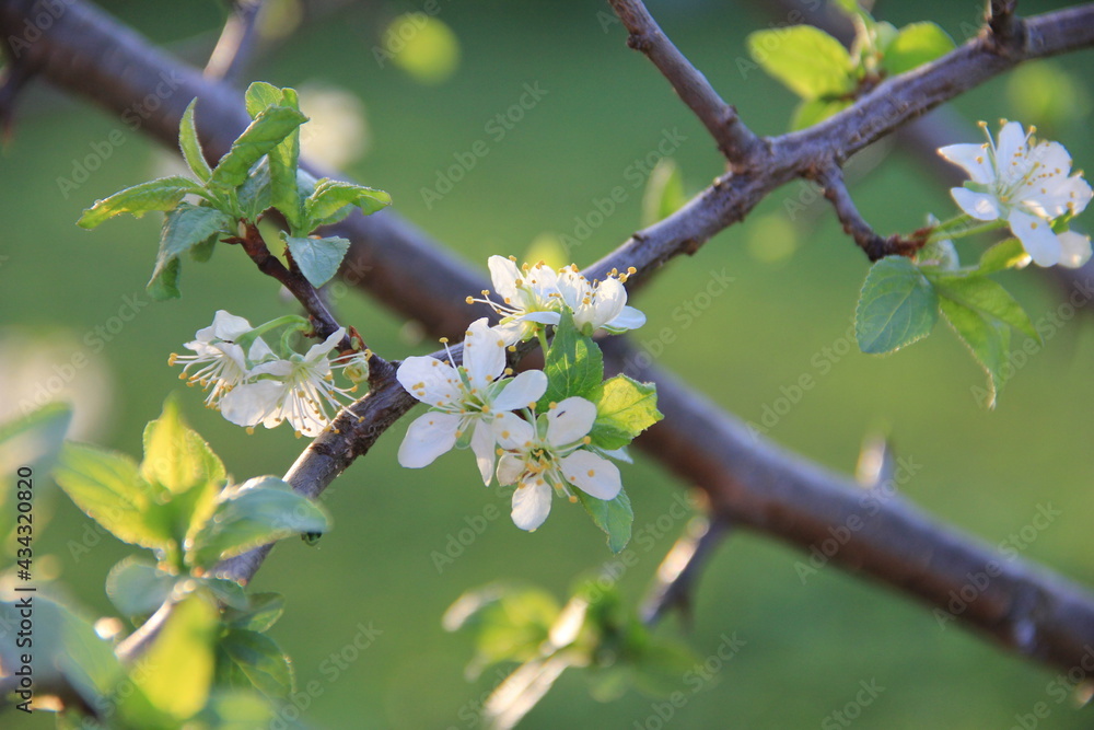 white flowers of a blooming cherry tree, spring white flowers of a blooming cherry tree, spring