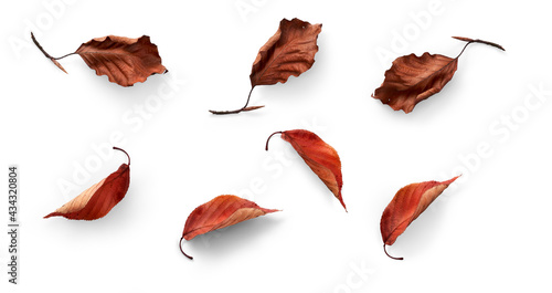 Foto A collection of dried, dry autumn tree leaves isolated on a white background for autumn designs