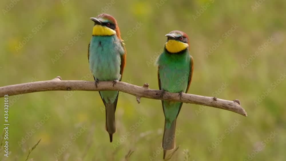Colorful bee-eater on tree branch, against of yellow flowers background Colorful bee-eater on tree branch, against of yellow flowers background