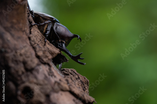 森で木にしがみ付くオスのカブトム © ruiruito