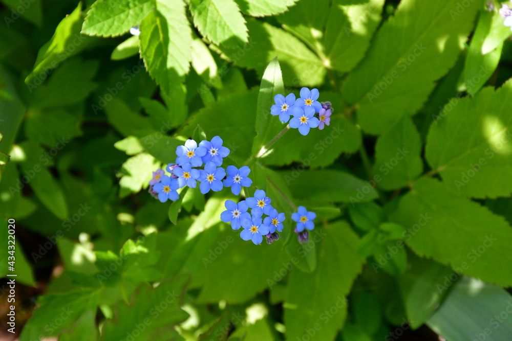 Blue forget-me-not flowers on a green leaf background. Selective Focus Blue forget-me-not flowers on a green leaf background. Selective Focus