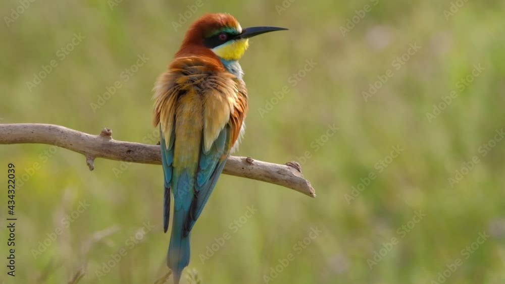 Colorful bee-eater on tree branch, against of yellow flowers background Colorful bee-eater on tree branch, against of yellow flowers background