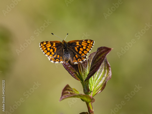 Duke of Burgundy Butterfly Resting © Stephan Morris 