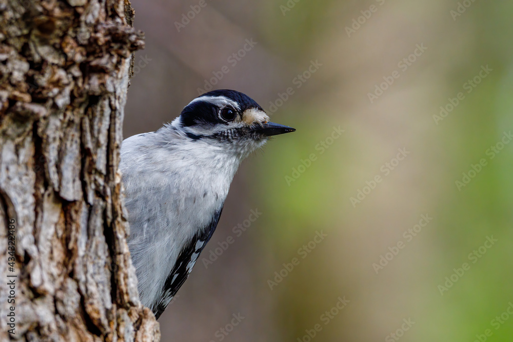 Close up portrait of a Downy woodpecker (Dryobates pubescens) perched on a tree trunk during spring. Selective focus, background blur and foreground blur.
Close up portrait of a Downy woodpecker (Dryobates pubescens) perched on a tree trunk during spring. Selective focus, background blur and foreground blur.