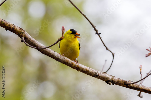 Close up of an American goldfinch (Spinus tristis) perched on a tree limb during spring. Selective focus, background blur and foreground blur. 