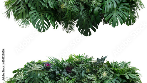 Green leaves nature frame backdrop of tropical plants bush  Monstera  palm  philodendrons  fern and cabbage  lush foliage floral arrangement on white background with clipping path.