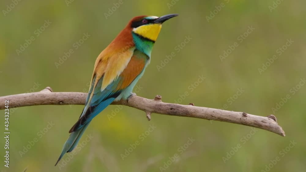 Colorful bee-eater on tree branch, against of yellow flowers background Colorful bee-eater on tree branch, against of yellow flowers background