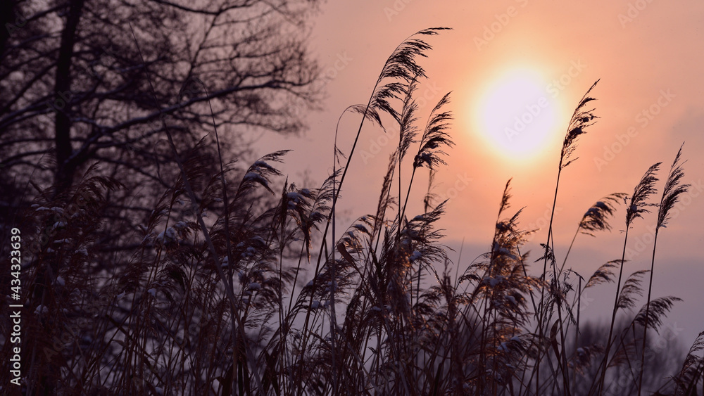 Autumn landscape lump at sunset. winter background, dry grass Phragmites, in the rays of the evening sun. on the river bank. Setting sun touches the horizon behind a group of lakeshore reeds.