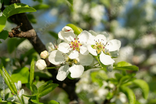 Blooming apple orchard in spring time