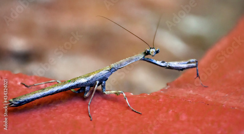  Large insect - an African mantis with large eyes looks at the camera