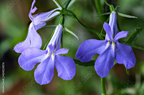 Photos Small flowers lobelia erinus