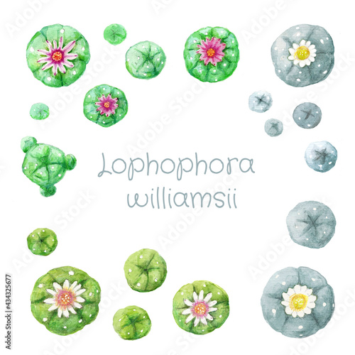 Set of various colored flowering watercolor hand drawing peyote Lophophora williamsii cactus on white background
 photo