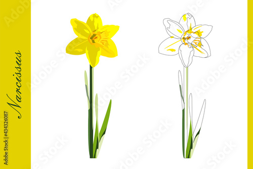 Beautiful sunshine Narcissus filled and outlined