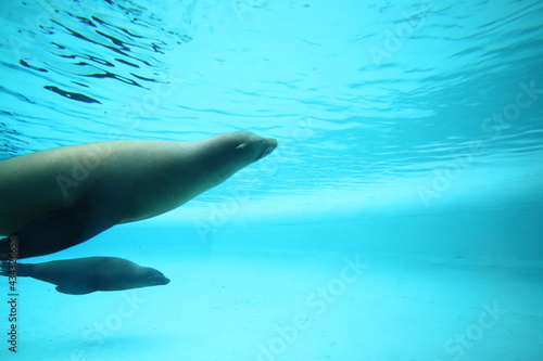 Seehund unter Wasser