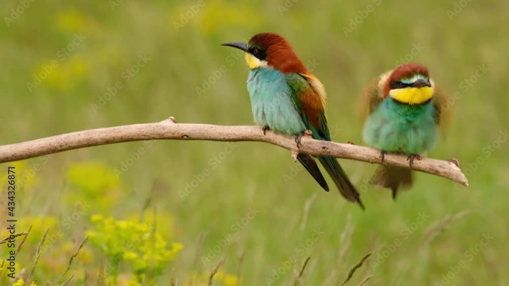 Colorful bee-eater on tree branch, against of yellow flowers background Colorful bee-eater on tree branch, against of yellow flowers background
