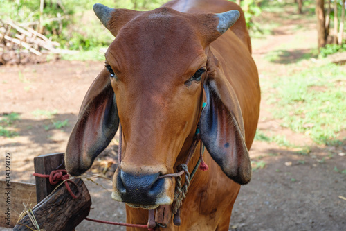 Brown cows on a rural farm