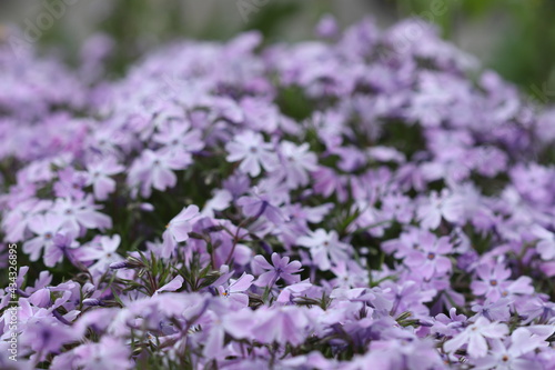 Many beautiful purple flowers bloomed in the spring in the flower bed. 