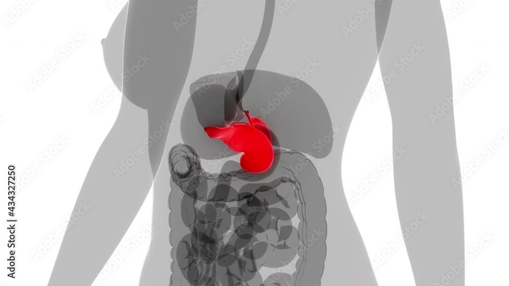 Human Internal Organs Pancreas with Gallbladder Aantomy Animation ...