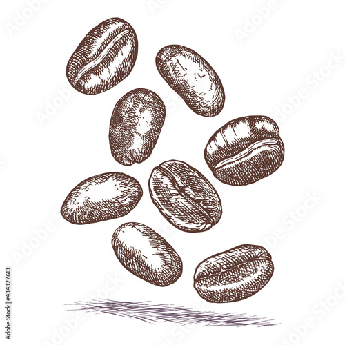 Coffee beans. Vector sketch hand drawn in ink. Outlines isolated on white background. Freehand drawing of selected grains for a coffee cup.