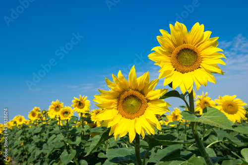 Fotografía Sunflower field with cloudy blue sky