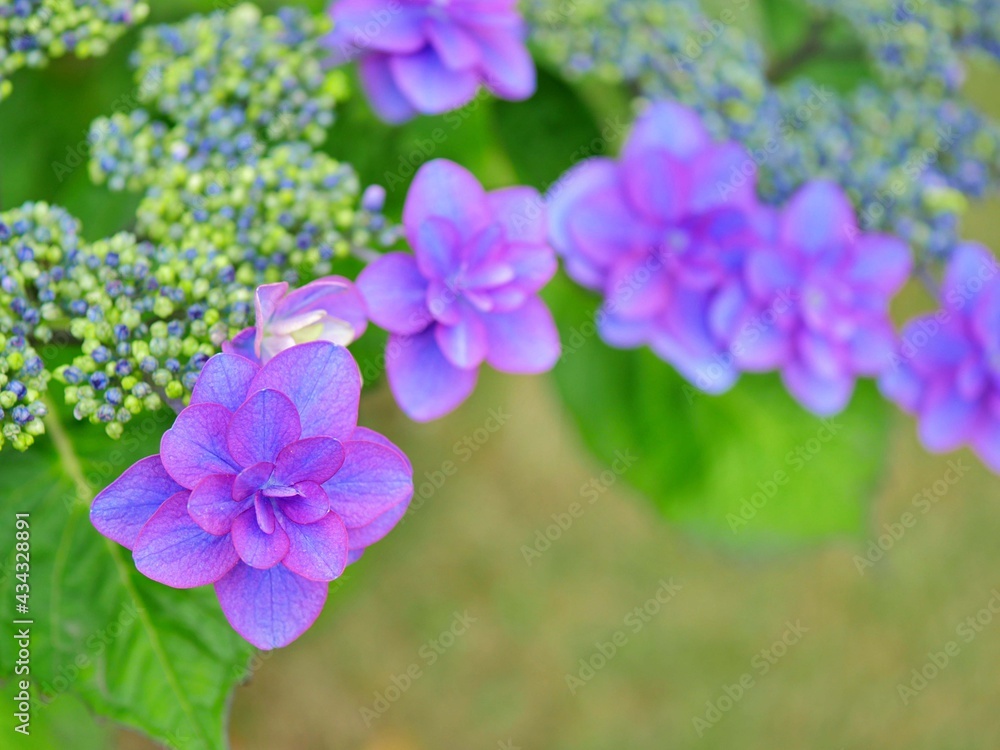 紫陽花5　小町