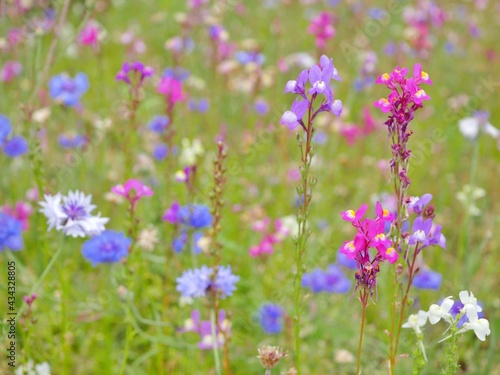 春の花壇1