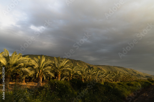palm trees against the dark sky