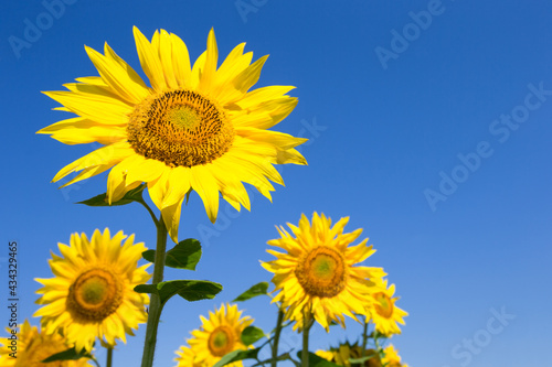 yellow sunflower over blue sky