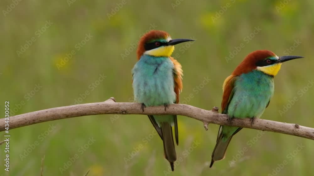 Colorful bee-eater on tree branch, against of yellow flowers background Colorful bee-eater on tree branch, against of yellow flowers background