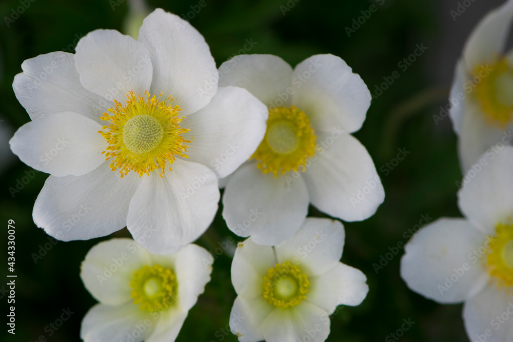 Anemone sylvestris. delicate flowers in the garden, in the flowerbed. floral background. beautiful delicate Anemone sylvestris. white flowers on a natural green background. close-up Anemone sylvestris. delicate flowers in the garden, in the flowerbed. floral background. beautiful delicate Anemone sylvestris. white flowers on a natural green background. close-up